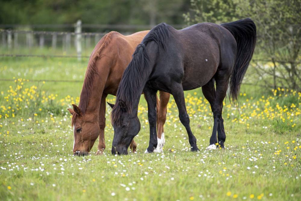 chevaux-bai-alezan-pre