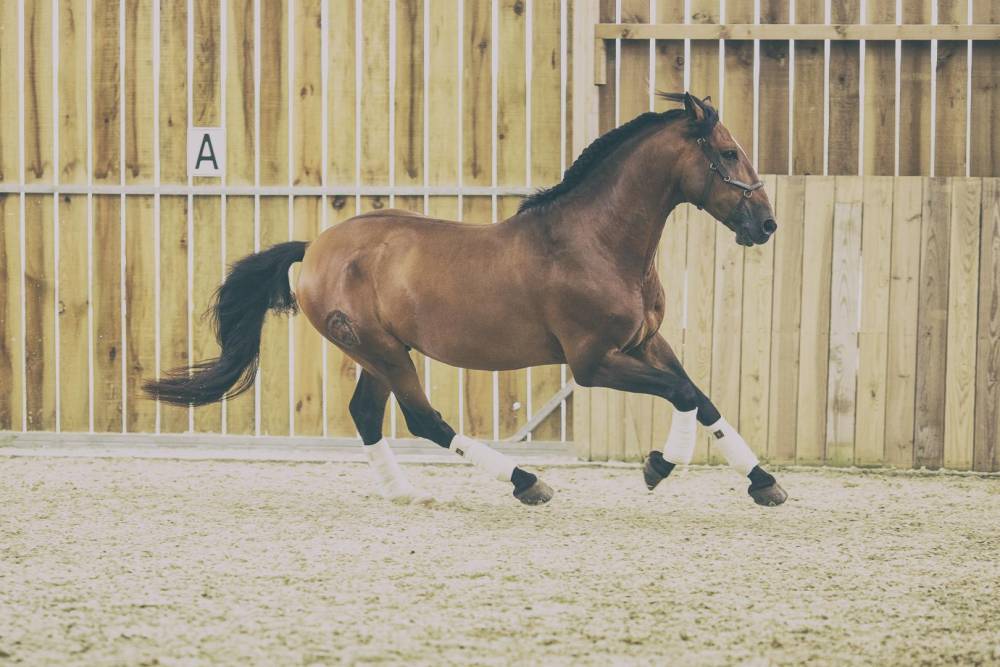 cheval-bai-manege