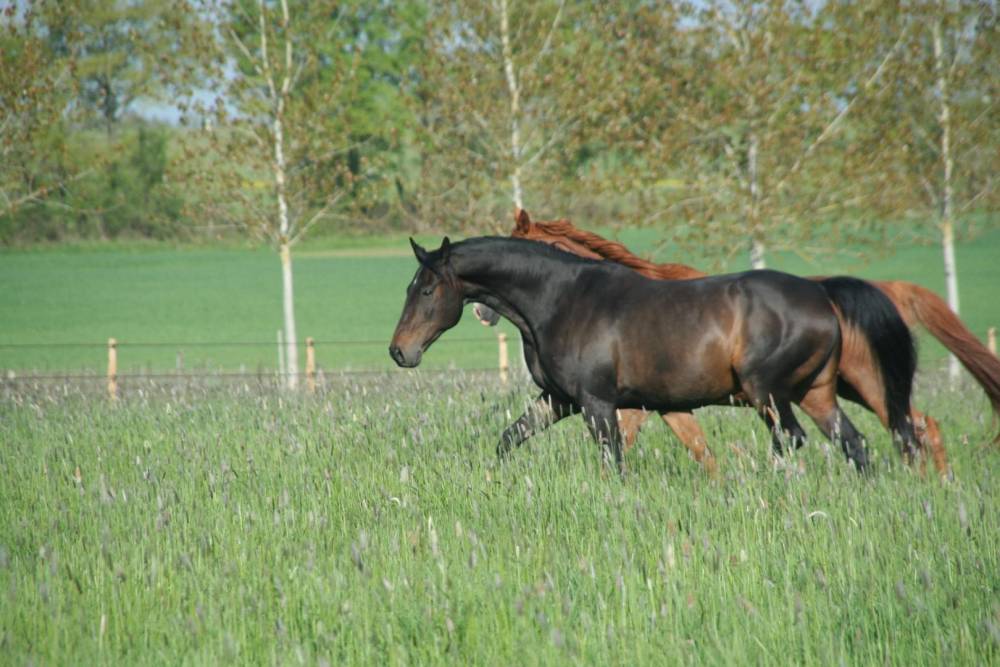 chevaux-alezan-bai-pre