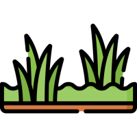 herbe-verte