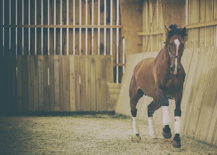 cheval-bai-manege-sable