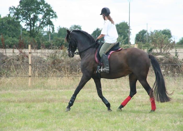 bai-trot