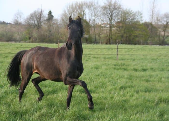 bai-trot-pre