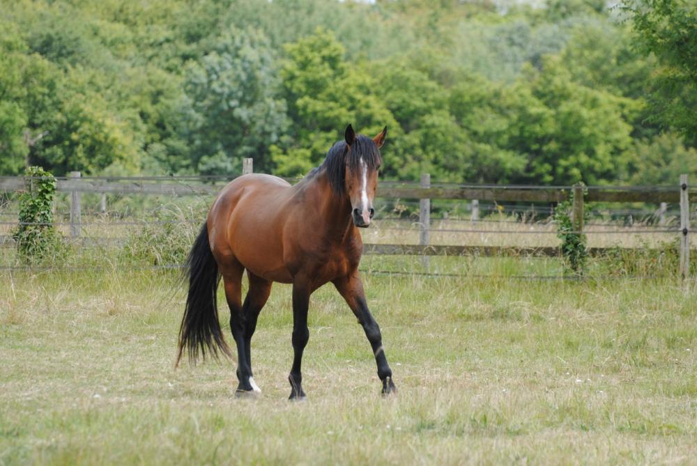 cheval-bai-pre