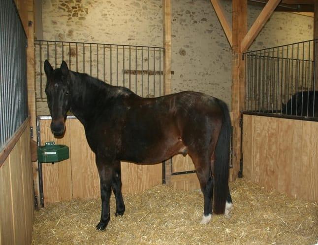 cheval-box