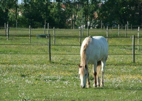 cheval-gris-pre