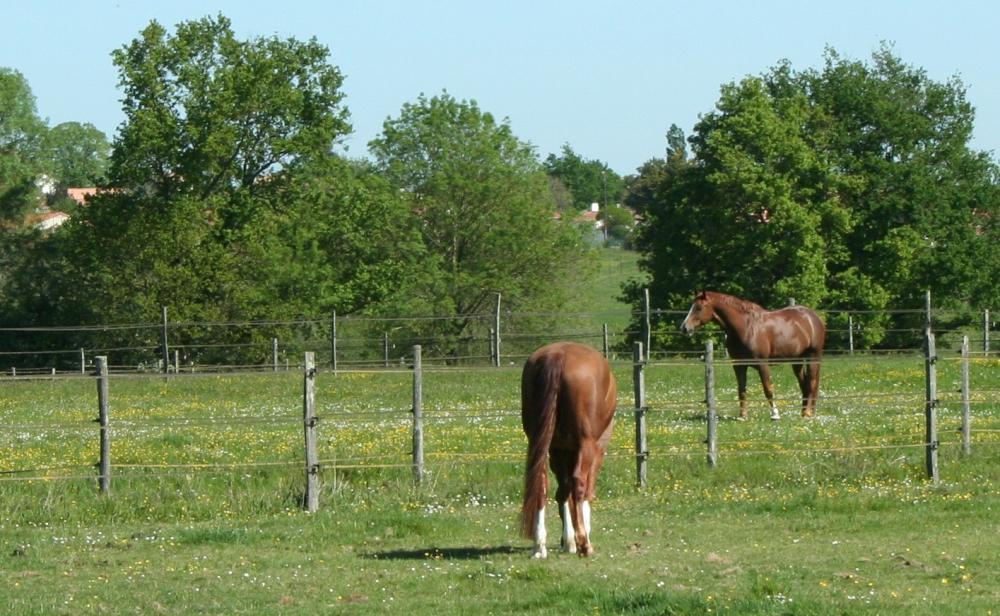 chevaux-alezan-paddock