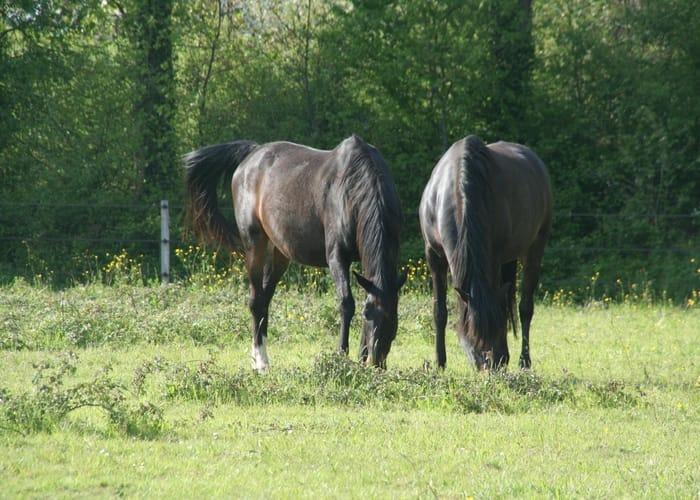 chevaux-bai-brun-pre