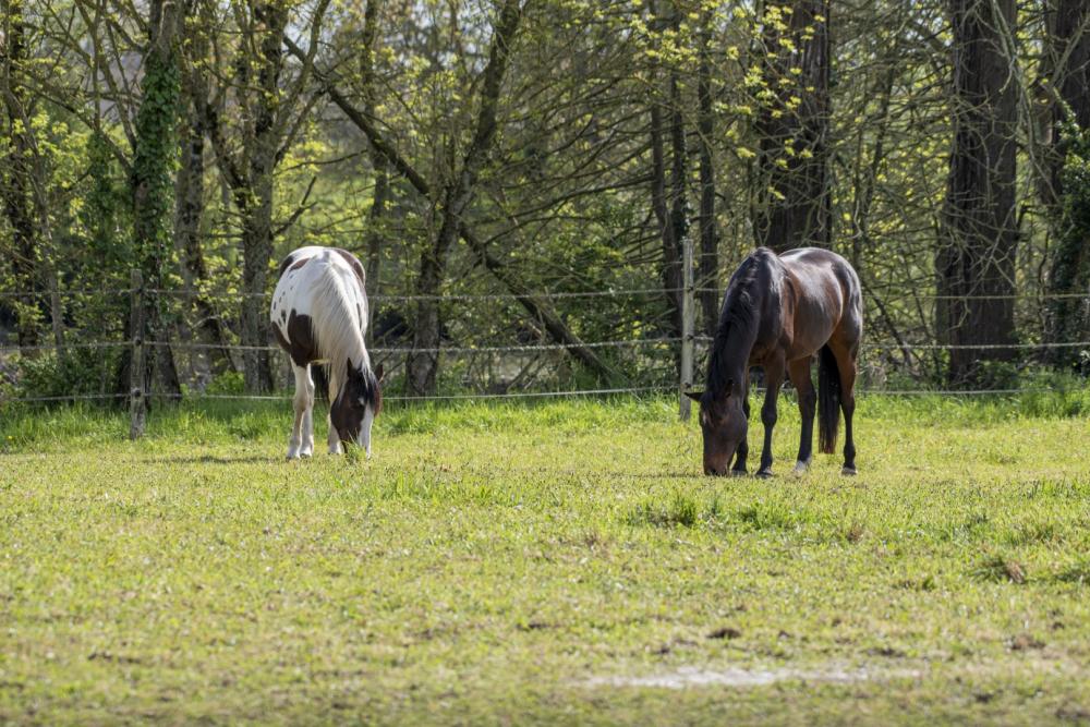 chevaux-pre-bai-pie