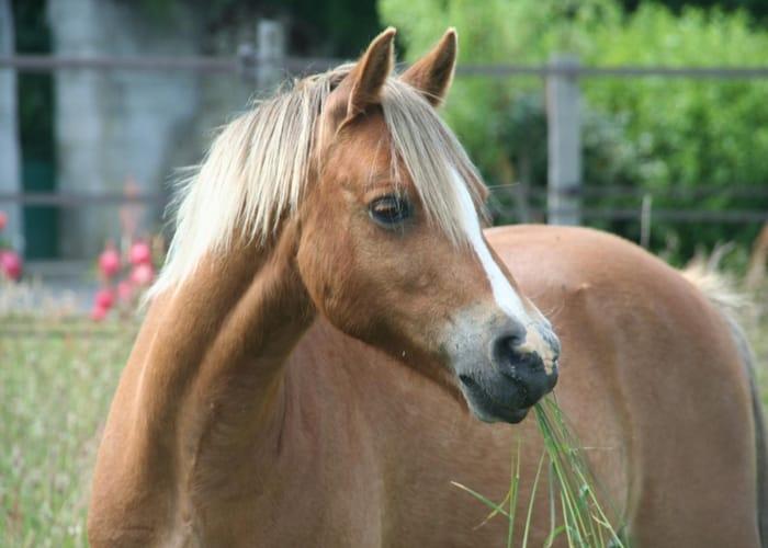 palomino