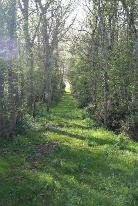 foret