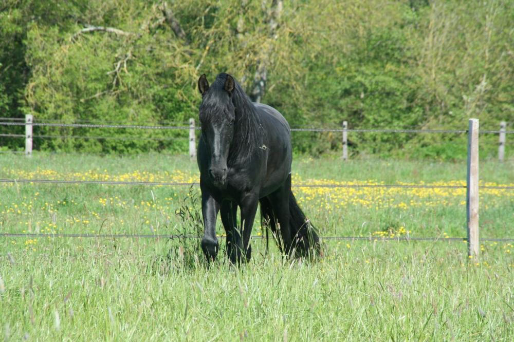 cheval-noir