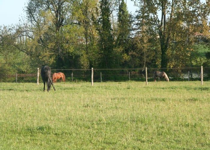chevaux-paddock