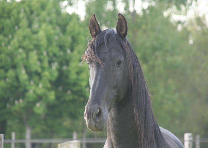 frison-tete