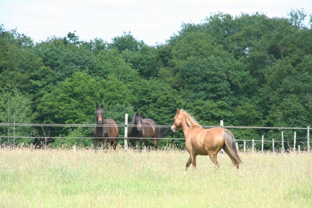 paddock-3-chevaux